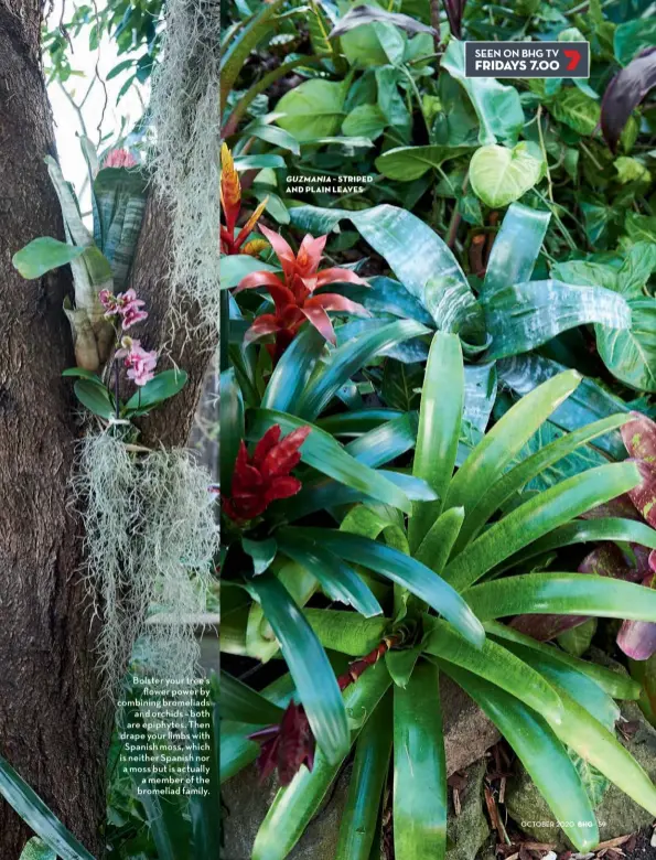  ??  ?? Bolster your tree’s flower power by combining bromeliads and orchids – both are epiphytes. Then drape your limbs with Spanish moss, which is neither Spanish nor a moss but is actually a member of the bromeliad family. GUZMANIA – STRIPED AND PLAIN LEAVES