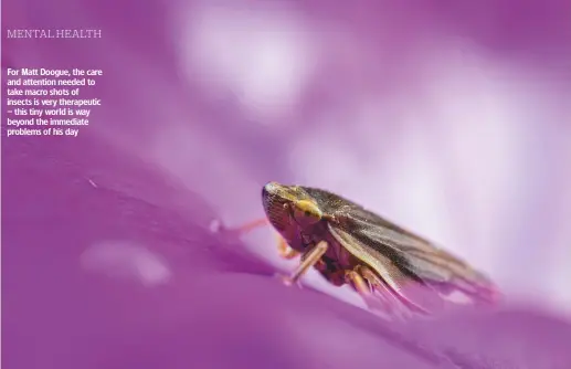  ??  ?? For Matt Doogue, the care and attention needed to take macro shots of insects is very therapeuti­c – this tiny world is way beyond the immediate problems of his day