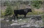  ?? ROBIN SILVER — CENTER FOR BIOLOGICAL DIVERSITY VIA AP ?? A feral bull is seen along the Gila River in the Gila Wilderness in southweste­rn New Mexico in July 2020.