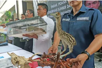  ?? — Reuters photo ?? Since the start of the year, authoritie­s in the Chinese territory of Hong Kong have seized record volumes of threatened species, including 8.3 tonnes of pangolin scales from nearly 14,000 pangolins and its largest ever haul of rhino horns, worth more than US$1 million.