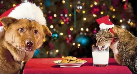  ??  ?? It is tempting to want to share festive treats, such as biscuits, with your pet. But read the labels carefully. Some biscuits are rich in xylitol, a sweetener which is bad for animals. — 123rf.com