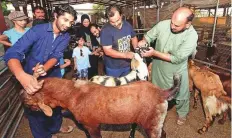  ?? Atiq ur Rehman/Gulf News ?? Customers checking sacrificia­l goats at Dubai’s livestock market in Al Ghusais. The market has an attached abattoir.