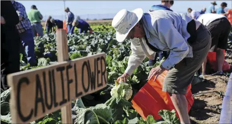  ??  ?? Val East picks out cauliflowe­r during the Farm Smart 2015 Winter Visitor Program in this Imperial Valley Press file photo. The Farm Smart program is based out of the University of California, Desert Research and Extension Center near Holtville.