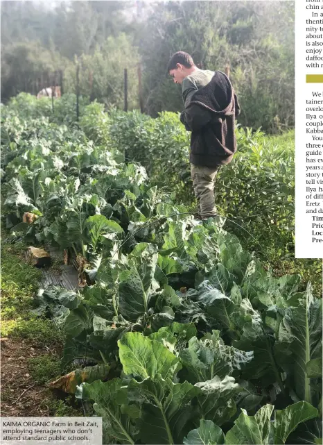  ??  ?? KAIMA ORGANIC Farm in Beit Zait, employing teenagers who don’t attend standard public schools.