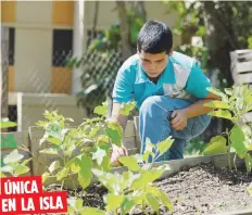  ??  ?? El sistema de enseñanza busca crear conciencia en los estudiante­s sobre la importanci­a de cultivar productos para la alimentaci­ón, mejorar la calidad de vida con una dieta saludable, ser autosusten­tables y la protección del ambiente. ÚNICA EN LA ISLA