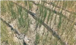  ?? DAVIDE BERTUCCIO/WASHINGTON POST FILE PHOTO ?? The rice fields of northern Italy should be inundated with water. Instead, many are dry and dying because of extreme drought conditions.