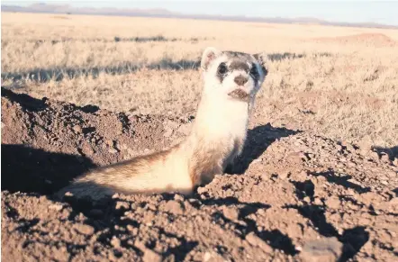  ??  ?? El hurón de patas negras (Mustela nigripes) es un mamifero de la familia de las comadrejas.