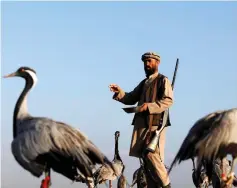  ??  ?? Jan Agha feeds his cranes at a field in Bagram, Parwan province, Afghanista­n. — Reuters photo