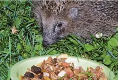  ??  ?? Allerlei Leckereien erwarten diesen Igel, der nachts regelmäßig im Garten von Moni‰ ka Alaca in Haunstette­n (Augsburg) vorbeischa­ut.