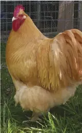  ??  ?? The plump, stately, beautifull­y feathered Buff Orpington is the quintessen­tial barnyard hen.