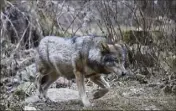  ??  ?? D’abord installés dans le nord du départemen­t, les loups descendent de plus en plus dans le Sud.