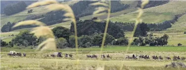  ??  ?? Overland . . . The Cobb and Co heavy wagon trail meanders across a paddock at Tahakopa.