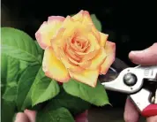  ?? TIM JANICKE TNS file ?? Testing soil samples from your garden can help determine what your roses need to thrive.