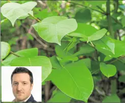  ?? Picture: istock/Paul Gorvett ?? The leaf of Japanese knotweed and inset, Adam Brindle, of Japanese Knotweed Specialist­s