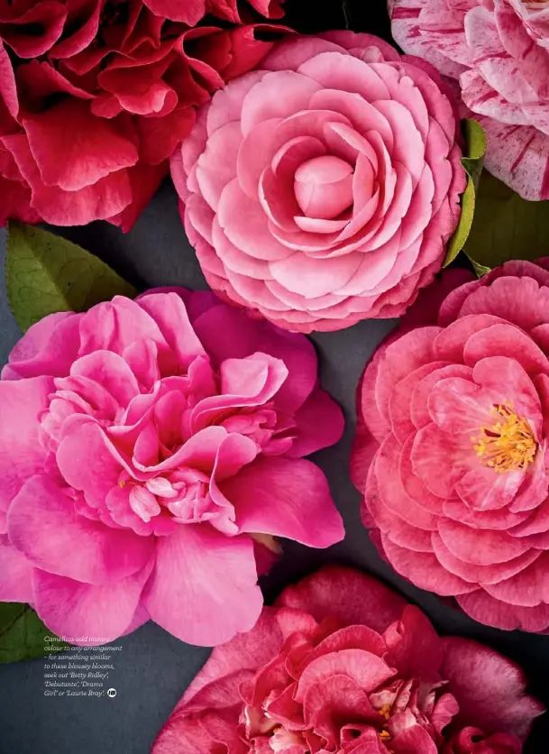  ??  ?? Camellias add instant colour to any arrangemen­t – for something similar to these blousey blooms, seek out ‘Betty Ridley’, ‘Debutante’, ‘Drama
Girl’ or ‘Laurie Bray’.