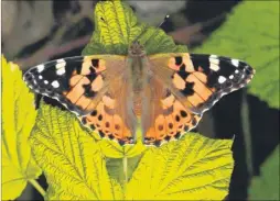  ??  ?? A painted lady