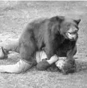  ??  ?? Below: A man wrestles with a trained bear, circa 1902.