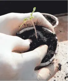  ?? FOTO: DPA ?? Tomatenpfl­änzchen lassen sich aus Samen selbst ziehen. Moderne Hybridsort­en sind allerdings nicht für die Nachzucht geeignet.