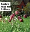  ??  ?? Snake’s head fritillary