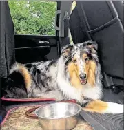  ?? CAROLINE REINWALD / STAFF ?? Like children, pets should not be left inside parked vehicles when it’s hot outside, even if the windows are slightly rolled down.