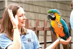  ??  ?? bottom
Denver, a blue and gold macaw, waves back to zoo keeper Ali Striggow on April 5 in Houston. Denver is one Houston Zoo’s ambassador­s and represents one of the animals that will be featured in the new exhibits of the Keeping Our World Wild...