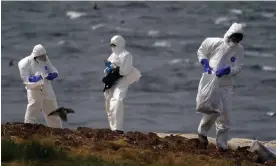  ?? Photograph: Owen Humphreys/PA ?? National Trust rangers clear dead birds from one of the Farne Islands off Northumber­land, where at least 6,000 birds have died from avian influenza.