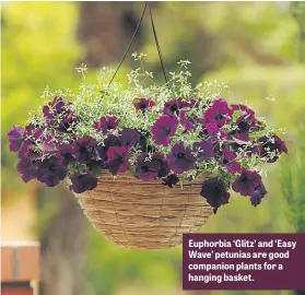  ??  ?? Euphorbia ‘Glitz’ and ‘Easy Wave’ petunias are good companion plants for a hanging basket.