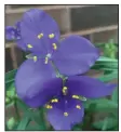  ?? (Special to the Democrat-Gazette) ?? Tradescant­ia, spiderwort, is a native perennial that comes in several colors, with purple the most common.