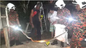  ??  ?? Bomba personnel catch the python that had killed two chickens at Kampung Bunga Raya.