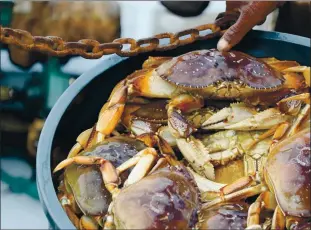  ?? RAY CHAVEZ — STAFF ARCHIVES ?? Dungeness crab rest in a container as they are weighed during the opening day of commercial Dungeness crab season at Pillar Point Harbor in Half Moon Bay on Nov. 15, 2018.