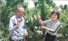  ?? PROVIDED TO CHINA DAILY ?? Guan Zhijie visits an orchard in Yuhuangmia­o village, Dongming county, Shandong province.