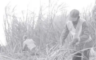  ?? PNA BACOLOD FILE PHOTO ?? MIGRANT sugarcane cutters working at a sugarcane plantation in Negros Occidental. Department of Agricultur­e (DA) Secretary William Dar has justified anew DA’S decision for the importatio­n of at least 200,000 metric tons of refined sugar.