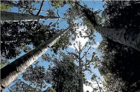  ?? FIONA GOODALL/GETTY ?? Kauri Dieback has been present in the North Shore for about eight years now.