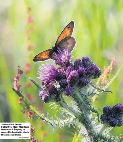  ?? Robbie Phillips ?? > A meadow brown butterfly... Moor Meadows Dartmoor is helping to create the habitat in which these insects thrive