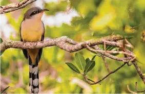  ?? Scott Young/Macaulay Library/Cornell Lab of Ornitholog­y via AP ?? The slender, long-tailed mangrove cuckoo, which has a large range in southern Florida, the Caribbean and Latin America, is among species likely to be spotted by participan­ts in the Great Backyard Bird Watch, running Feb. 17-20.