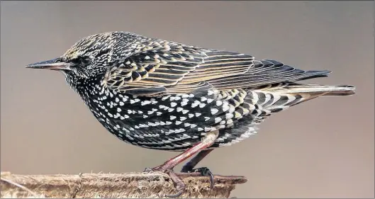  ?? BRUCE MACTAVISH PHOTO ?? Behind the silver spots of the European starling lies an intelligen­t and successful bird.