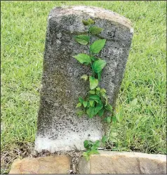  ?? Special to the Democrat-Gazette/MARCIA SCHNEDLER ?? One of the 16 graves of Union Civil War veterans in Judsonia’s Evergreen Cemetery provides an anchor for a vine.