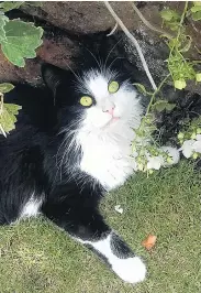  ?? PHOTO: ARLENE WILSON ?? Max and Arlene Wilson’s cat Stacey enjoying a bit of gardening at their Balaclava home. Sorry, Stacey, you’re not very well camouflage­d.