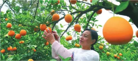  ?? (Liu Haojun / Pueblo en Línea) ?? Una turista está recogiendo naranjas navel en un huerto ecológico en el condado Yongfeng de Ji’an, provincia de Jiangxi, el 1 de diciembre de 2020