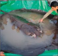  ?? (AP/Wonders of the Mekong/Chhut Chheana) ?? A man touches the stingray June 14 before it is released back into the Mekong River.