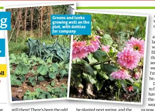  ??  ?? Greens and leeks growing well on the plot, with dahlias for company