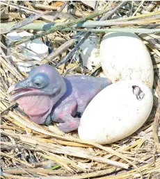  ?? — The Washington Post photos ?? A newly hatched pelican on Virginia’s Eastern Shore is featherles­s, resembling something out of the dinosaur era.