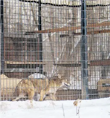  ?? ARMANDO L. SANCHEZ/CHICAGO TRIBUNE ?? Rocky the coyote paces Jan. 5 at the River Trail Nature Center in Northbrook.