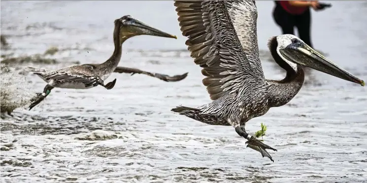  ?? — Photos: TNS ?? Brown pelicans fly over Goleta Beach in Southern California. Similar birds in Venezuela were found to alter their behaviour during a solar eclipse.