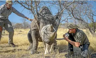  ?? BOTSWANA/ GETTY IMAGES
RHINO CONSERVATI­ON ?? Prince Harry fits an electronic tracking device to a critically endangered black rhino in Botswana.