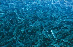  ?? ?? Με τα χρήματα του δανείου βασική προτεραιότ­ητα είναι η πληρωμή των τροφών για τα ψάρια. Η... οικονομία που γίνεται σε αυτό το κομμάτι έχει ως αποτέλεσμα τον υποσιτισμό τελικά των ψαριών και την πτώση της παραγωγής.