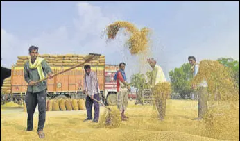  ?? SAMEER SEHGAL/HT ?? Workers drying grain at the Bhagtanwal­a grain market in Amritsar on Friday.