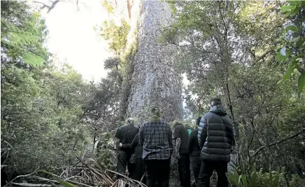  ??  ?? A rahui, or exclusion zone, was being placed on the Waitakere Ranges yesterday by West Auckland iwi te Kawerau a Maki.