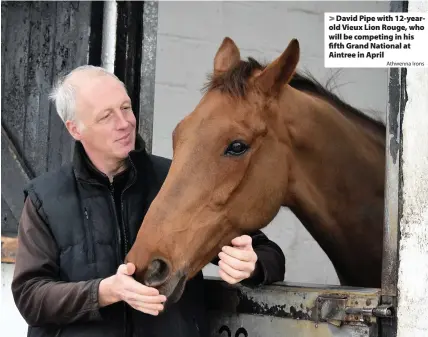  ?? Athwenna Irons ?? > David Pipe with 12-yearold Vieux Lion Rouge, who will be competing in his fifth Grand National at Aintree in April