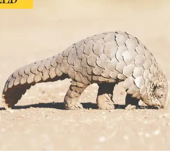  ?? GETTY IMAGES ?? Wildlife such as the pangolin, a scaly ant-eating mammal, could be the beneficiar­ies of the recent
coronaviru­s outbreak, which is believed to have begun with the consumptio­n of wild meats.